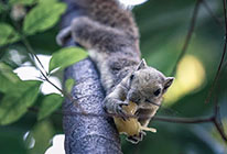 纯净版清爽的手机号轰炸机