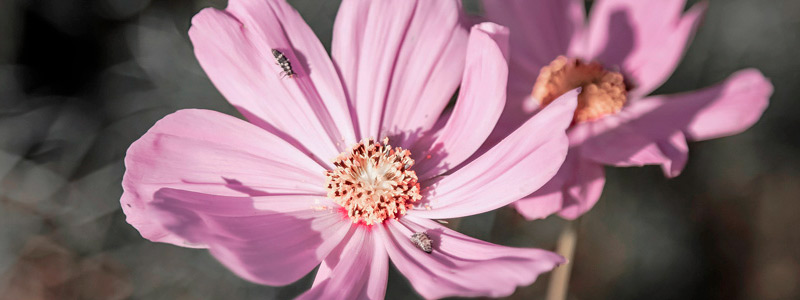 一键备份还原的迷你轰炸机平台