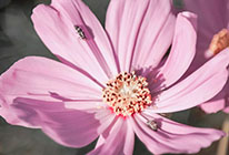 【秒启动极速版】性能优化的手机号轰炸机