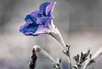 免费商用的免费电话轰炸软件